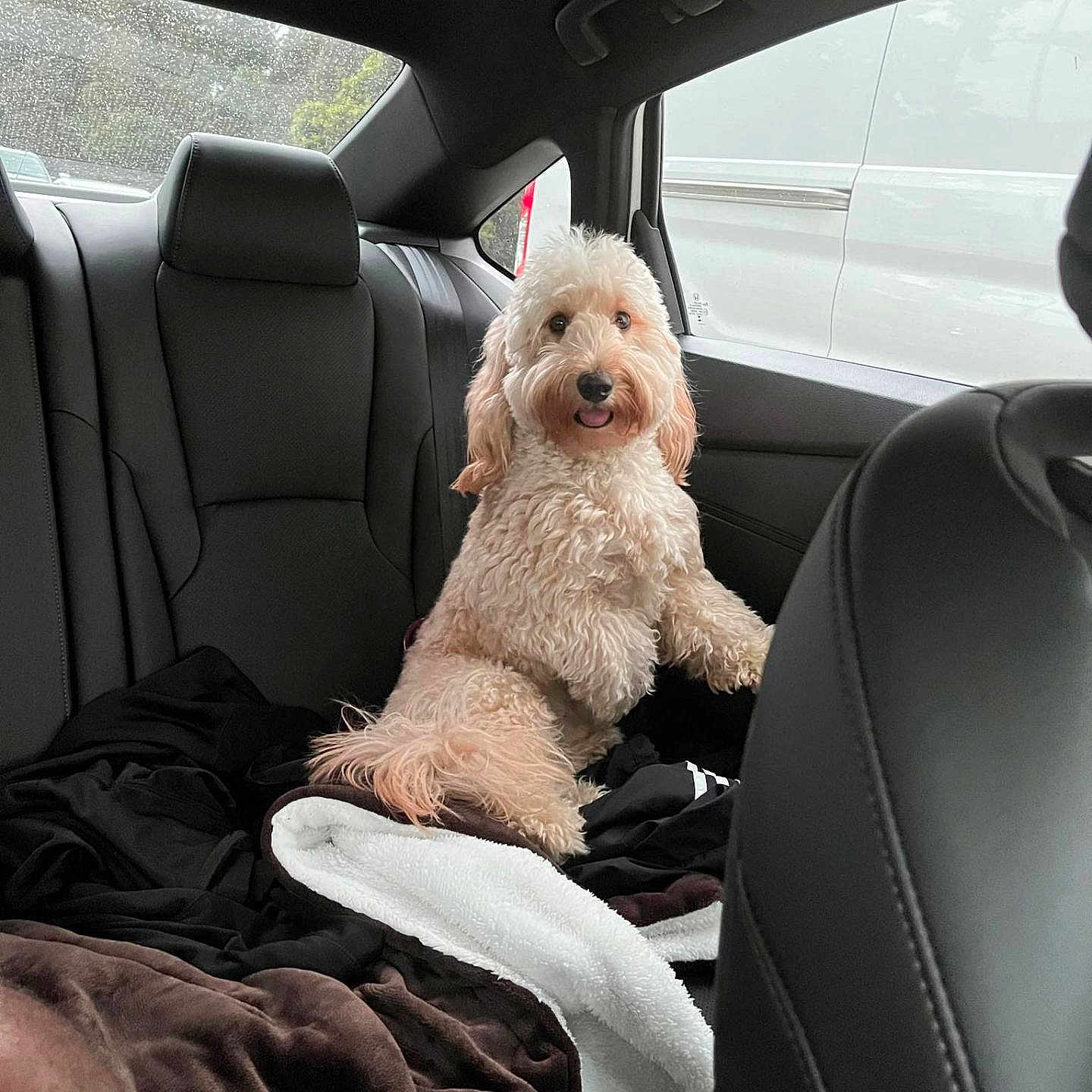 Ollie is registered to the contest to win money with this photo: animal, blanket, canine, car, car_interior, carseat, dog, pet, puppy, transportation, vehicle