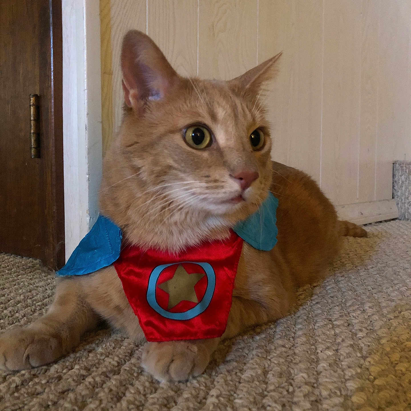 Mylo is registered to the contest to win money with this photo: abyssinian, accessories, animal, cat, closet, collar, cupboard, door, furniture, hardwood, harness, indoors, interiordesign, kitten, leash, manx, pet, plywood, strap, wood