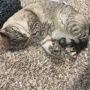 Pretzel is registered to the contest to win money with this photo: animal, bottle, carpet, cat, container, cozy, curled_up, floor, fur, household_items, indoor, paw, pet, relaxing, resting, sleeping, striped, tabby_cat, tail, whiskers