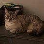 Pretzel joined the competition — help win amazing prizes! animal, cat, collar, cute, domestic, ears, feline, furniture, indoor, laying, mammal, paws, pet, quiet, relaxed, resting, striped, tabby, whiskers, wood