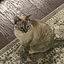 Pretzel is registered to the contest to win money with this photo: animal, carpet, cat, cozy, domestic_animal, ears, feline, floor, fur, home, indoor, looking_away, patterned_rug, pet, rug, sitting, striped, tail, whiskers, wood_floor