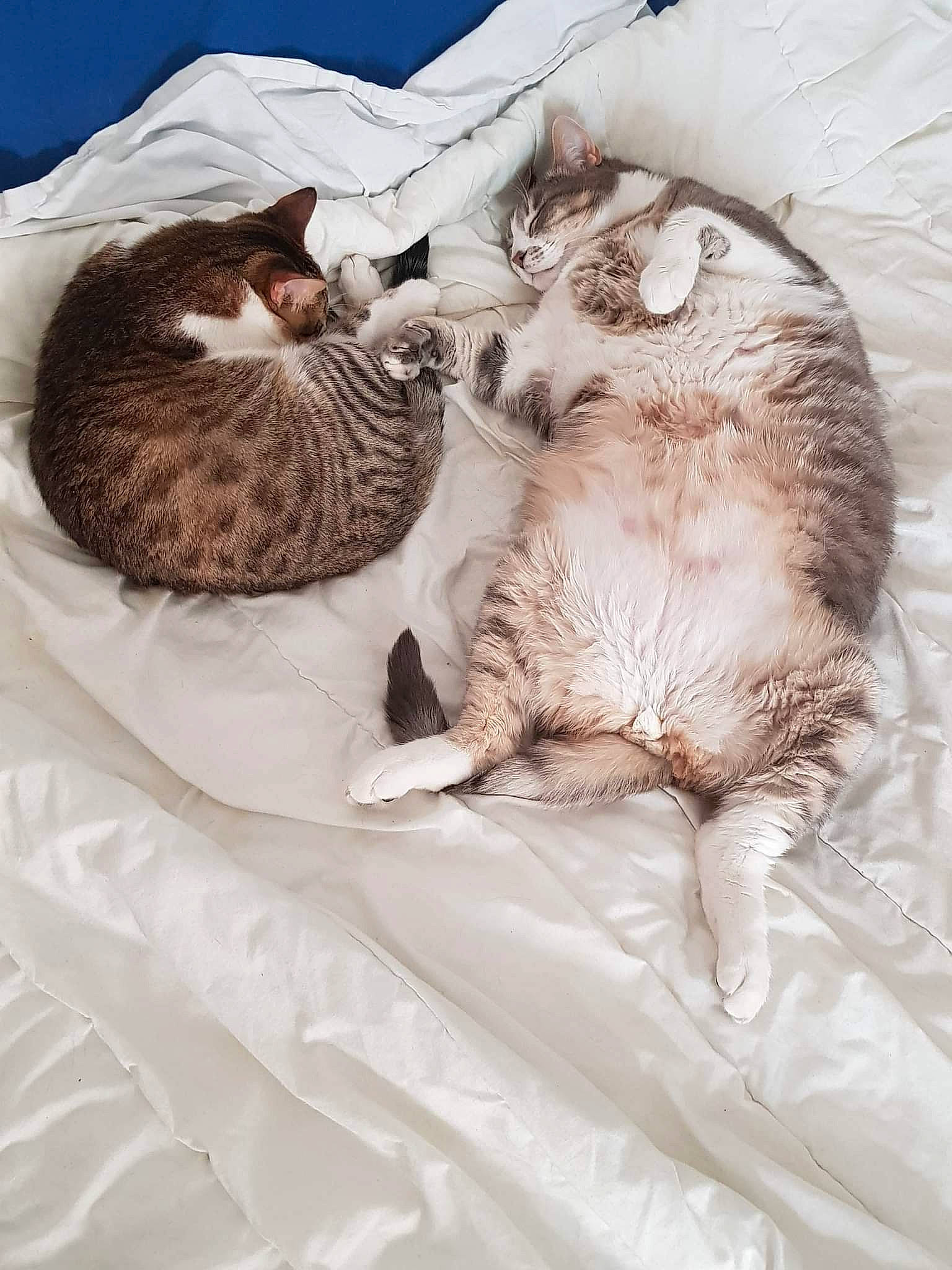 Didou participe au concours pour gagner de l'argent avec cette photo : bed, bedding, carnivore, cat, cat_bed, claw, comfort, domestic_short_haired_cat, fawn, felidae, fur, grey, linens, mattress, paw, skyscraper, small_to_medium_sized_cats, tail, textile, whiskers