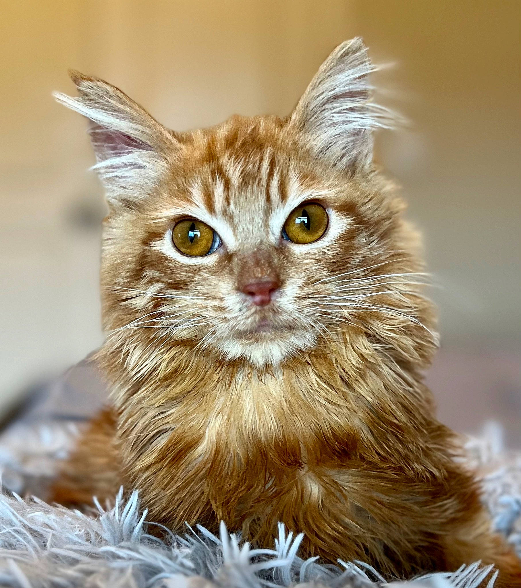 Gibby joined the competition — help win amazing prizes! carnivore, cat, domestic_short_haired_cat, fawn, felidae, fur, grass, laperm, maine_coon, photo_caption, small_to_medium_sized_cats, tail, terrestrial_animal, whiskers, wildlife