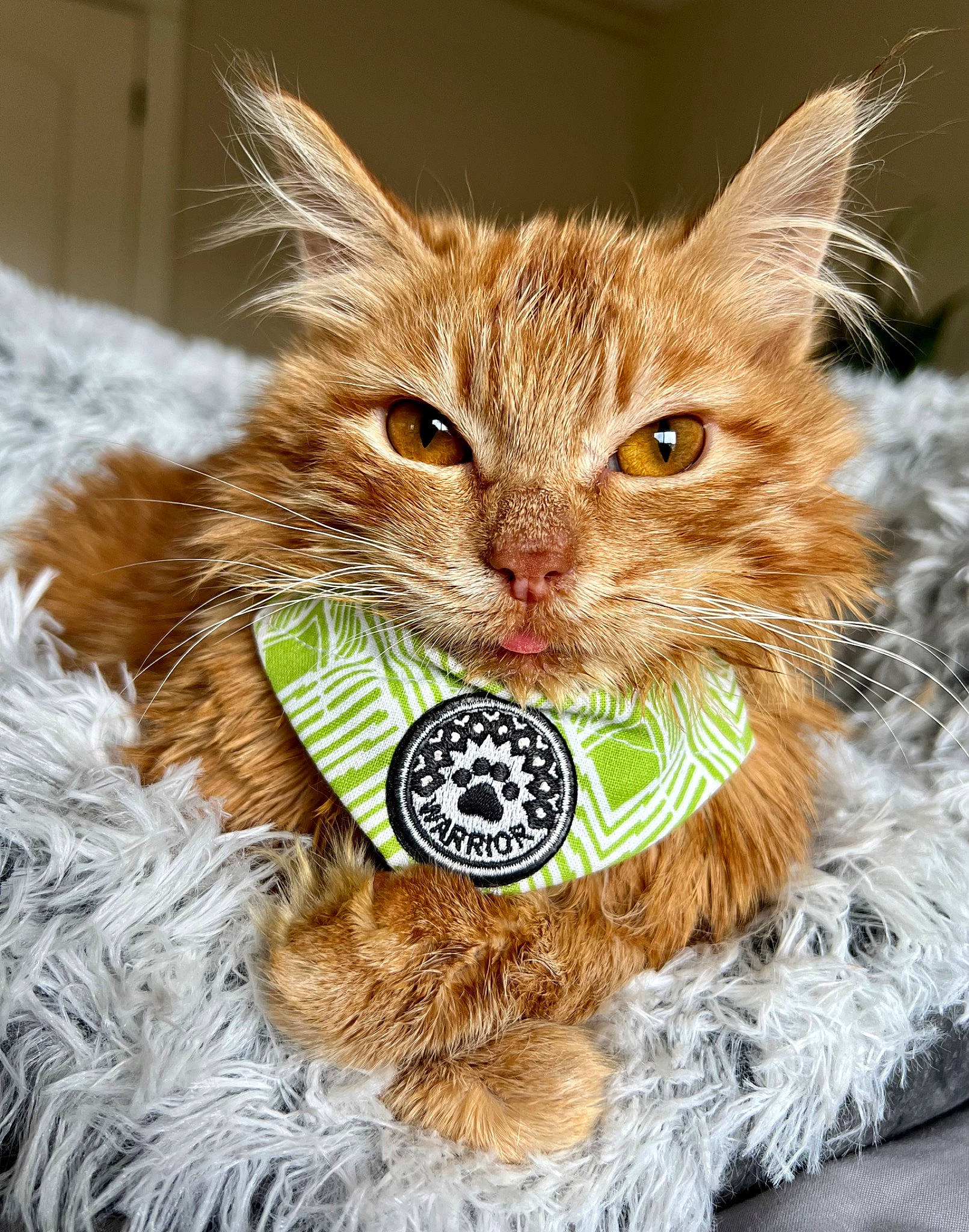 Gibby is registered to the contest to win money with this photo: basket, carnivore, cat, cat_supply, claw, domestic_short_haired_cat, event, fashion_accessory, fawn, felidae, fur, grass, laperm, pet_supply, small_to_medium_sized_cats, snout, terrestrial_animal, whiskers