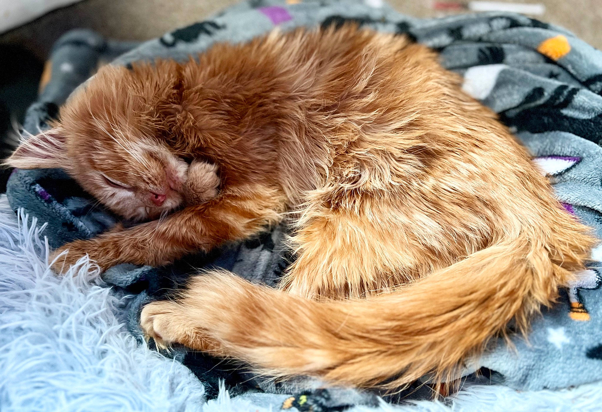 Gibby joined the competition — help win amazing prizes! canidae, carnivore, cat, claw, comfort, companion_dog, dog_breed, fawn, felidae, fur, grass, liver, nap, paw, small_to_medium_sized_cats, snout, sporting_group, tail, terrestrial_animal, whiskers