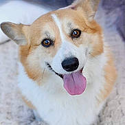 Rory joined the competition — help win amazing prizes! dog, corgi, pet, tongue_out, happy, fluffy, brown_eyes, close_up, portrait, animal, canine, cute, smiling, indoor, fur, friendly, mammal, looking_up, face, adorable