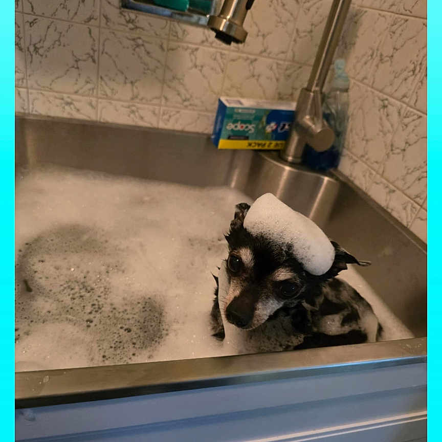 Tank joined the competition — help win amazing prizes! animal, bath, bathroom, black_and_white_dog, cleaning, cute, dog, domestic_animal, face, foam, fur, household, looking, pet, sink, small_dog, soap_bubbles, tile_wall, water, wet_fur