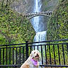 dog, waterfall, bridge, nature, outdoor, greenery, moss, tree, rock, stone, path, fence, pet, canine, scenic, landscape, bandana, happy, sitting, park