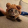 Tofu joined the competition — help win amazing prizes! animal, cat, close_up, costume, couch, cozy, fluffy, gray_cat, green_eyes, home, indoor, pet, pillows, portrait, relaxed, ribbon, sitting, sofa, teddy_bear_hat, whiskers