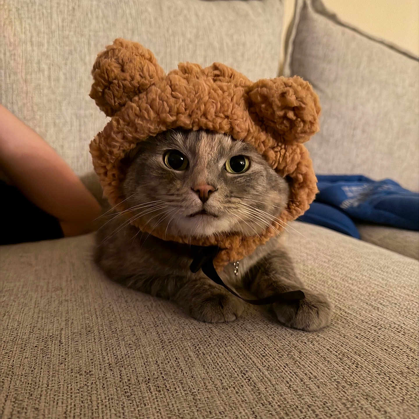 Tofu