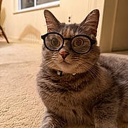Tofu joined the competition — help win amazing prizes! animal, carpet, cat, close_up, collar, ears, eyewear, feline, floor, funny, glasses, gray_cat, indoors, lounging, pet, portrait, sitting, tabby, warm_lighting, whiskers