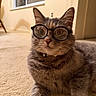 animal, carpet, cat, close_up, collar, ears, eyewear, feline, floor, funny, glasses, gray_cat, indoors, lounging, pet, portrait, sitting, tabby, warm_lighting, whiskers