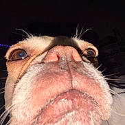 Luna joined the competition — help win amazing prizes! dog, close_up, nose, whiskers, brown_eyes, pet, animal, indoor, dark_background, purple_lights, snout, fur, portrait, face, canine, flash, macro, curious, quirky