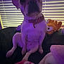 dog, small_dog, indoor, couch, collar, plush_toy, blanket, window_blinds, purple_light, pet, sitting, furniture, cozy, cute, animal, domestic_animal, companion, relaxed, soft_light, home