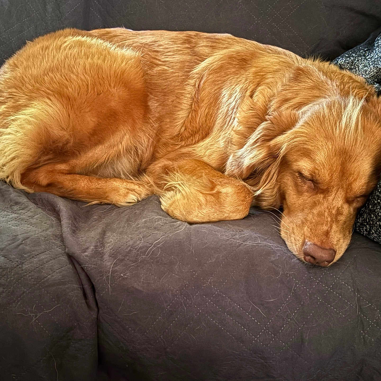Athena is registered to the contest to win money with this photo: animal, blanket, brown, canine, couch, cozy, dog, domestic_animal, fur, furniture, golden_retriever, home, indoor, mammal, nap, pet_hair, quilted_fabric, relaxation, resting, sleeping