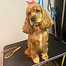 dog, cocker_spaniel, pet, grooming_table, leash, brush, comb, bow, indoor, animal, fur, tongue_out, brown_fur, cute, small_dog, waiting, domestic_animal, floor, wall, collar