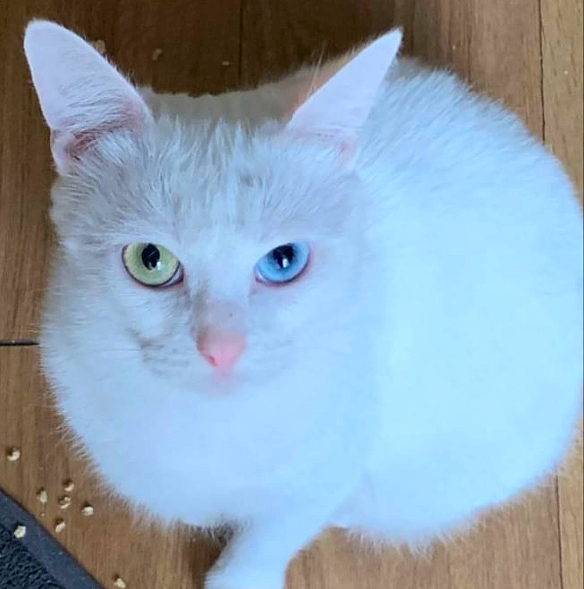 Faya a rejoint le concours — aidez-le/la à gagner de superbes lots ! carnivore, cat, cat_supply, domestic_short_haired_cat, felidae, fur, paw, pet_supply, small_to_medium_sized_cats, snout, tail, whiskers, window