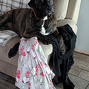 Brownie joined the competition — help win amazing prizes! dog, brindle, couch, blanket, leather, indoor, pet, floor, wooden_floor, relaxed, looking_up, cozy, living_room, fur, animal, companion, domestic, resting, household, comfort