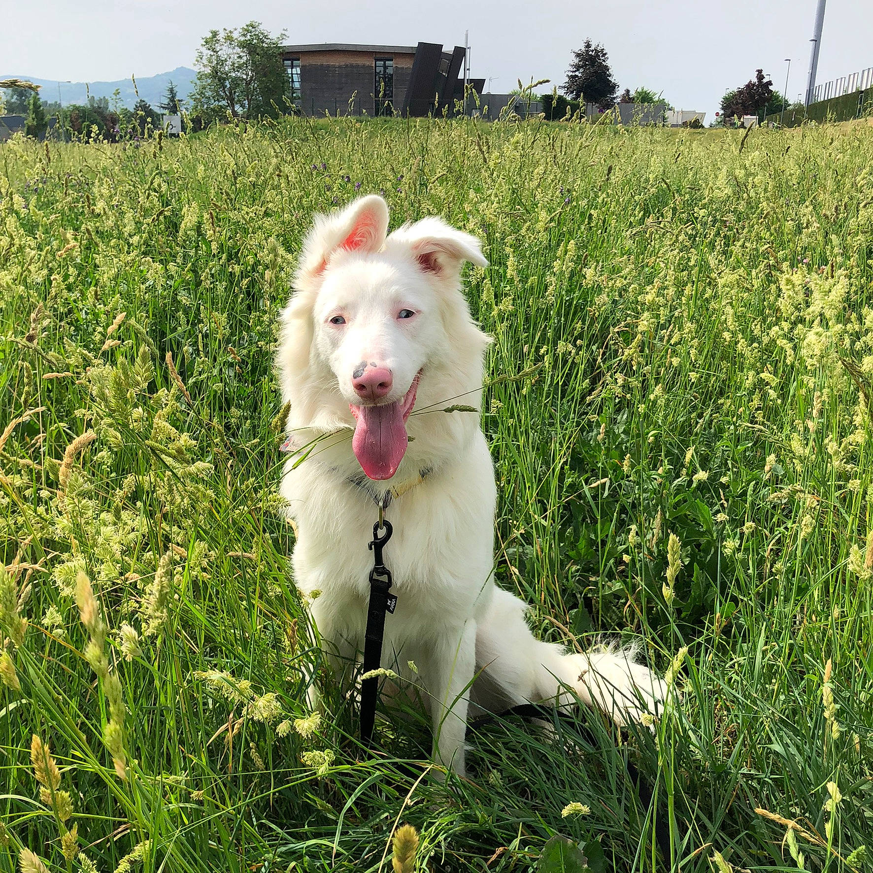 Meiko participe au concours pour gagner de l'argent avec cette photo : agriculture, carnivore, collar, companion_dog, dog, dog_breed, field, grass, grassland, meadow, natural_landscape, plant, prairie, rural_area, sky, sporting_group, tail, terrestrial_animal, tree, working_animal