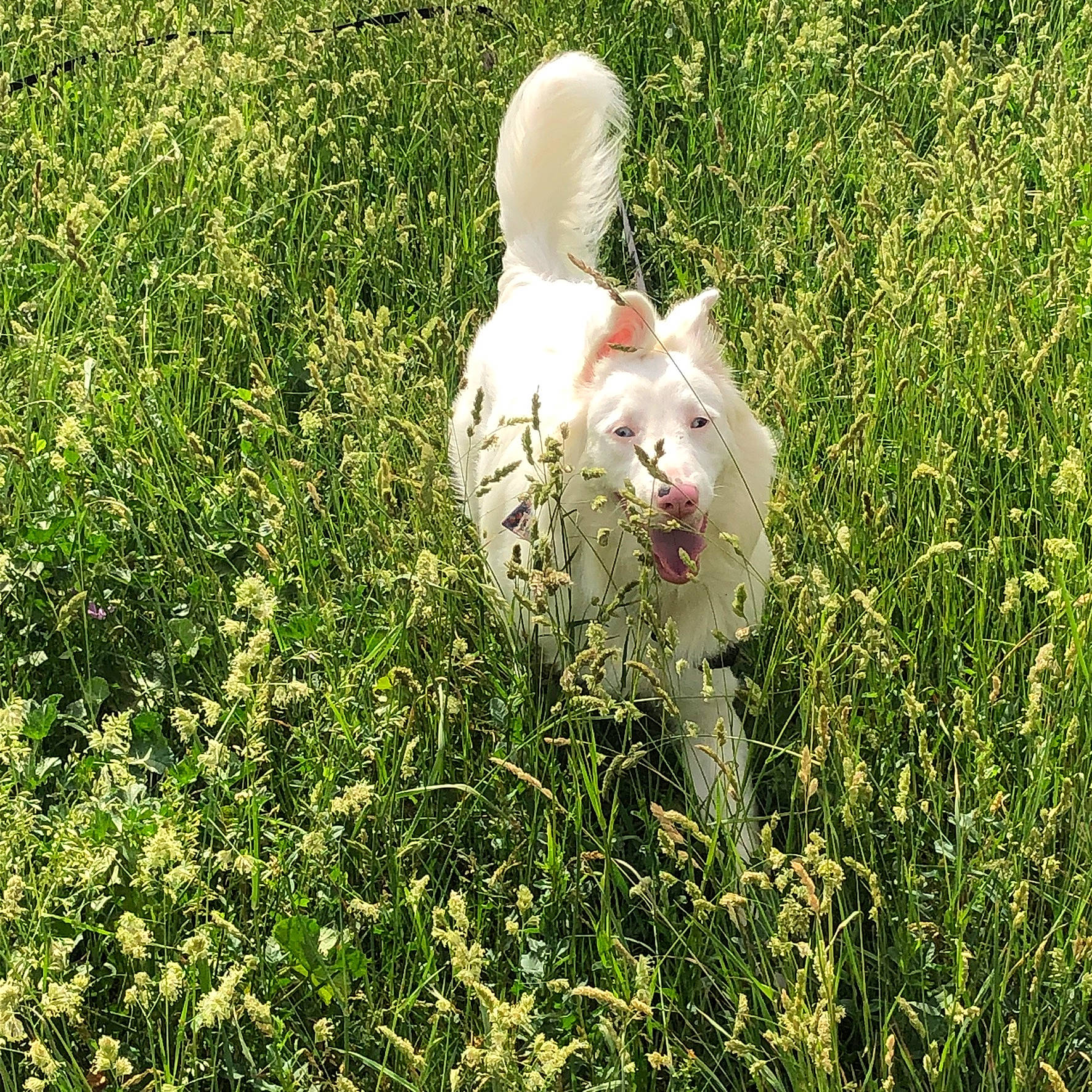 Meiko participe au concours pour gagner de l'argent avec cette photo : carnivore, companion_dog, dog_breed, fawn, felidae, flowering_plant, grass, grass_family, grassland, groundcover, herbaceous_plant, lawn, meadow, pasture, people_in_nature, plant, shrub, tail, terrestrial_animal, whiskers