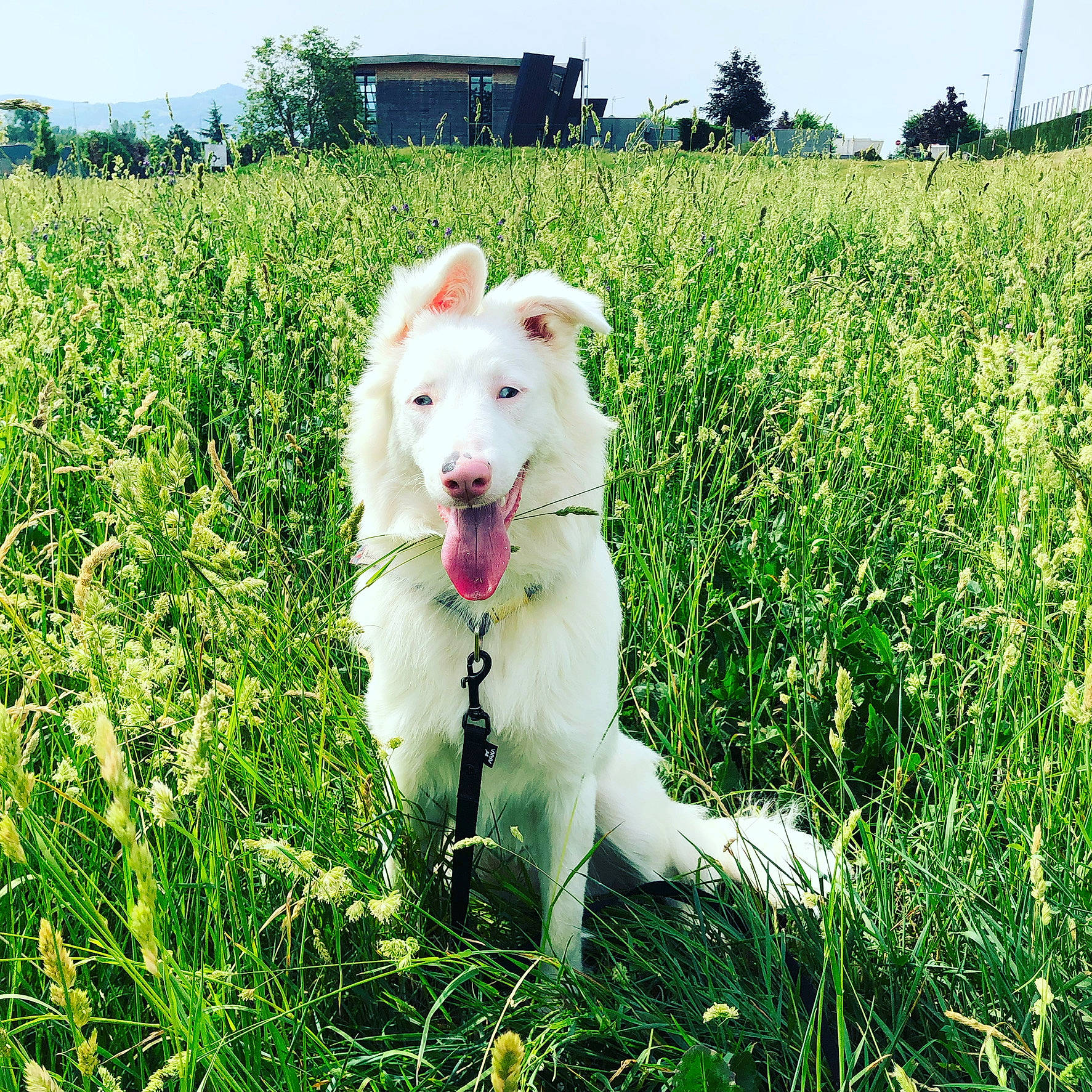 Meiko participe au concours pour gagner de l'argent avec cette photo : agriculture, carnivore, collar, companion_dog, dog, dog_breed, field, grass, grassland, herbaceous_plant, meadow, natural_landscape, pasture, plant, prairie, rural_area, sky, terrestrial_animal, tree, working_animal