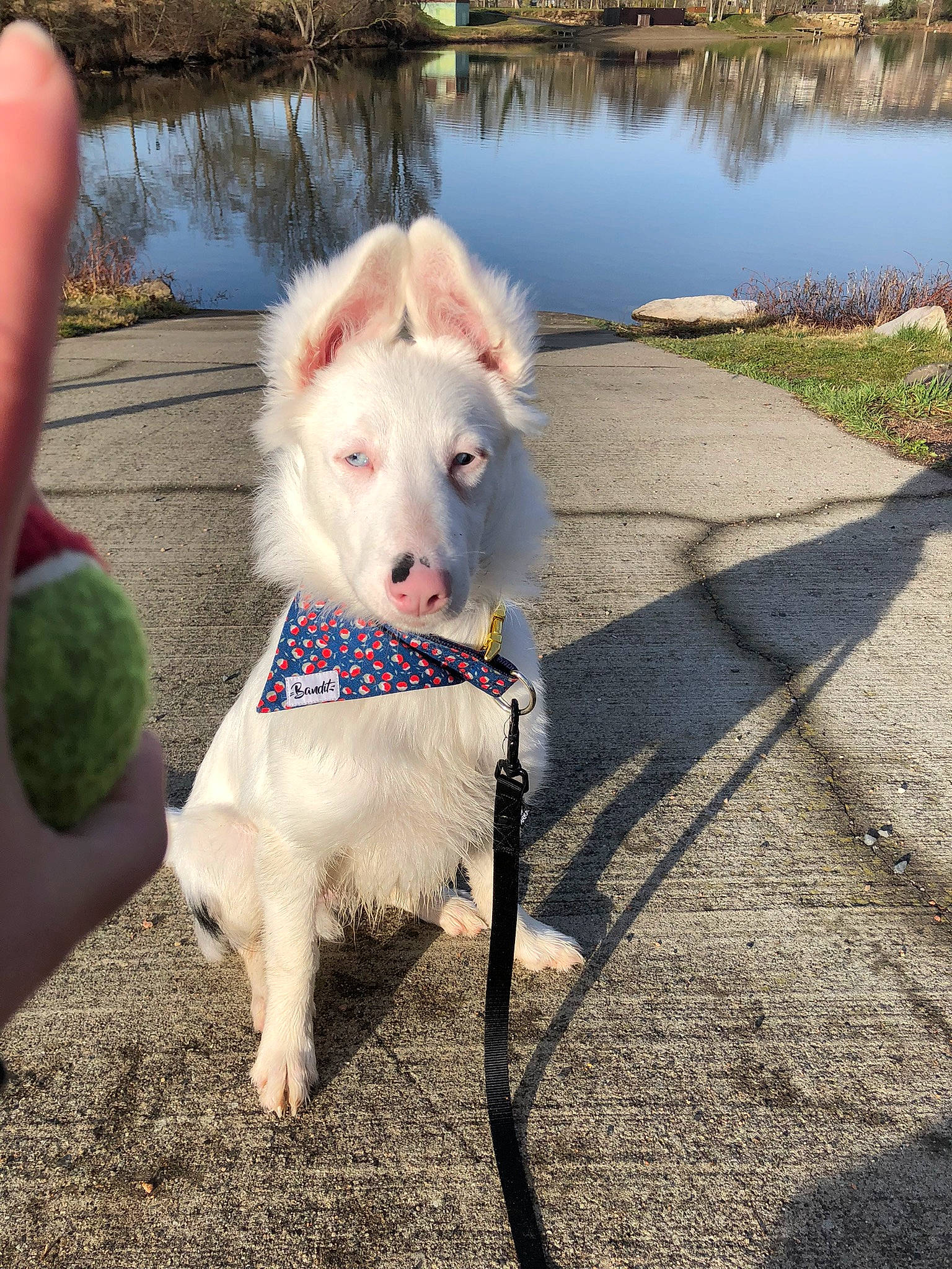 Meiko participe au concours pour gagner de l'argent avec cette photo : carnivore, collar, companion_dog, dog, dog_breed, dog_clothes, dog_collar, dog_supply, fashion_accessory, fawn, fur, grass, lake, leash, pet_supply, snout, tail, vertebrate, water, working_animal