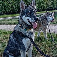 Adès participe au concours pour gagner de l'argent avec cette photo : dog, dogs, outdoor, grass, leash, nature, sky, clouds, trees, canine, pet, animal, happy, tongue_out, sitting, standing, fur, collar, park, daytime