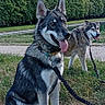 dog, dogs, outdoor, grass, leash, nature, sky, clouds, trees, canine, pet, animal, happy, tongue_out, sitting, standing, fur, collar, park, daytime