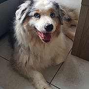 Iris a rejoint le concours — aidez-le/la à gagner de superbes lots ! animal, architecture, bodypart, building, canine, collie, couch, dog, eskimodog, furniture, hardwood, husky, indoors, livingroom, mouth, person, pet, puppy, room, wood