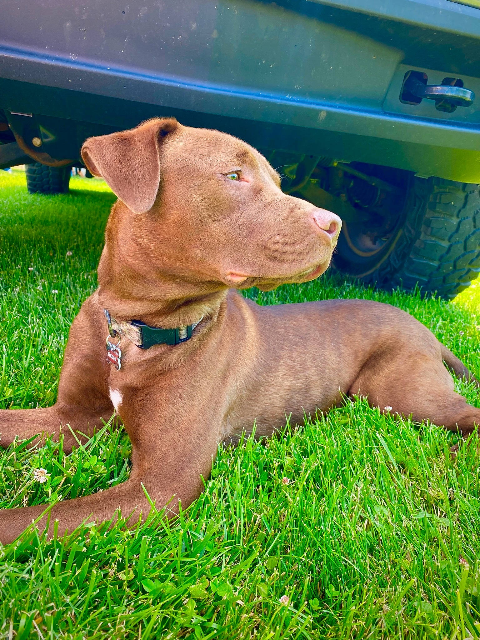 Rebel is registered to the contest to win money with this photo: canidae, carnivore, collar, companion_dog, dog, dog_breed, dog_collar, dog_supply, fawn, fender, grass, gun_dog, liver, pet_supply, plant, snout, sporting_group, tire, wheel, working_animal