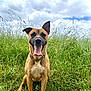 animal, canine, clouds, collar, daytime, dog, ears_up, grass, greenery, happy, meadow, nature, outdoor, pet, portrait, sitting, sky, summer, tongue_out, wildflowers