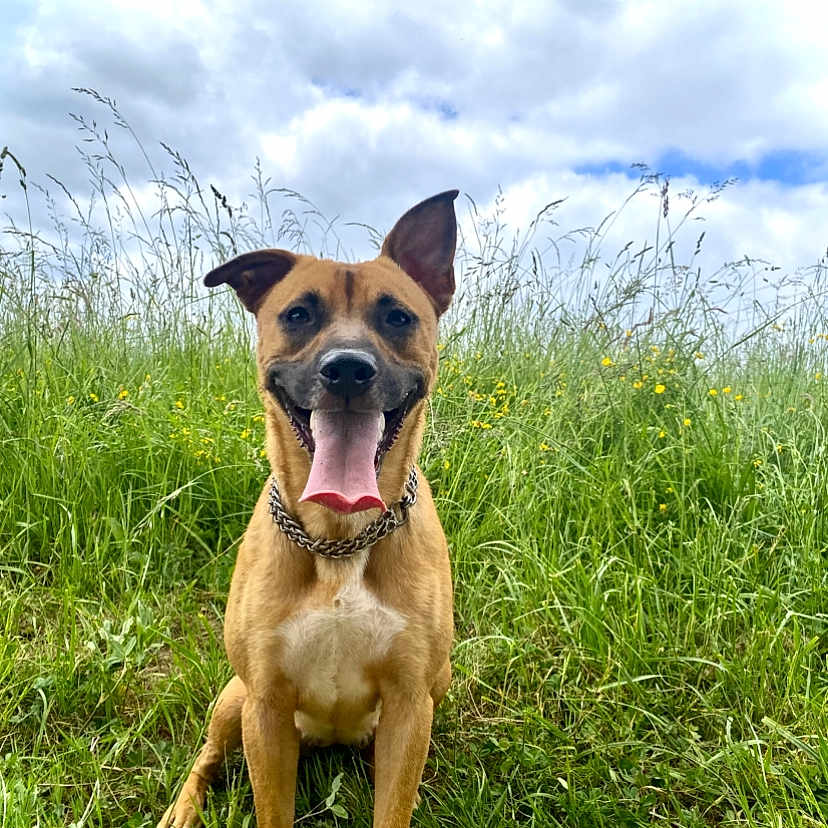Gahicha participe au concours pour gagner de l'argent avec cette photo : animal, canine, clouds, collar, daytime, dog, ears_up, grass, greenery, happy, meadow, nature, outdoor, pet, portrait, sitting, sky, summer, tongue_out, wildflowers