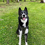 Akira a rejoint le concours — aidez-le/la à gagner de superbes lots ! dog, black_and_white, blue_eyes, harness, grass, greenery, trees, forest, outdoor, nature, happy, tongue_out, sitting, canine, animal, pet, daylight, path, smiling, adventure