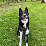 dog, black_and_white, blue_eyes, harness, grass, greenery, trees, forest, outdoor, nature, happy, tongue_out, sitting, canine, animal, pet, daylight, path, smiling, adventure