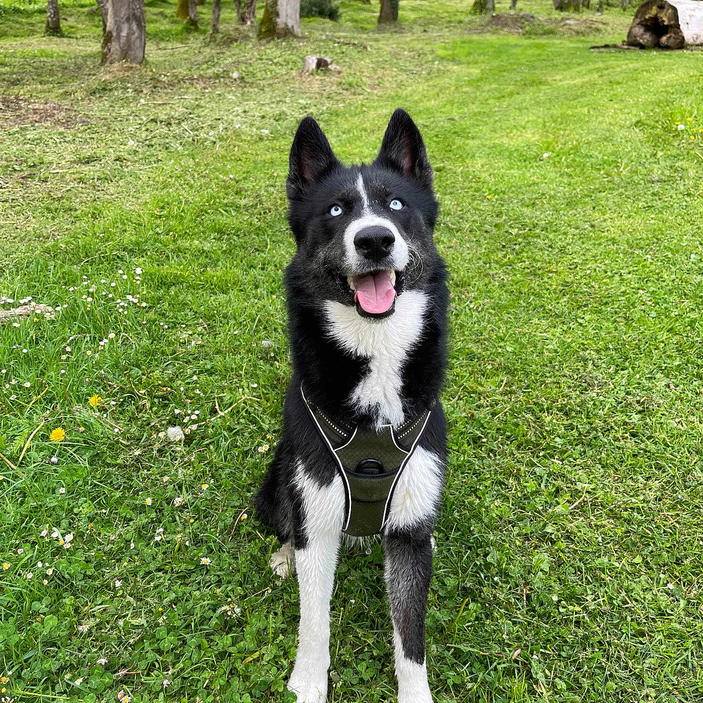 Akira a rejoint le concours — aidez-le/la à gagner de superbes lots ! dog, black_and_white, blue_eyes, harness, grass, greenery, trees, forest, outdoor, nature, happy, tongue_out, sitting, canine, animal, pet, daylight, path, smiling, adventure