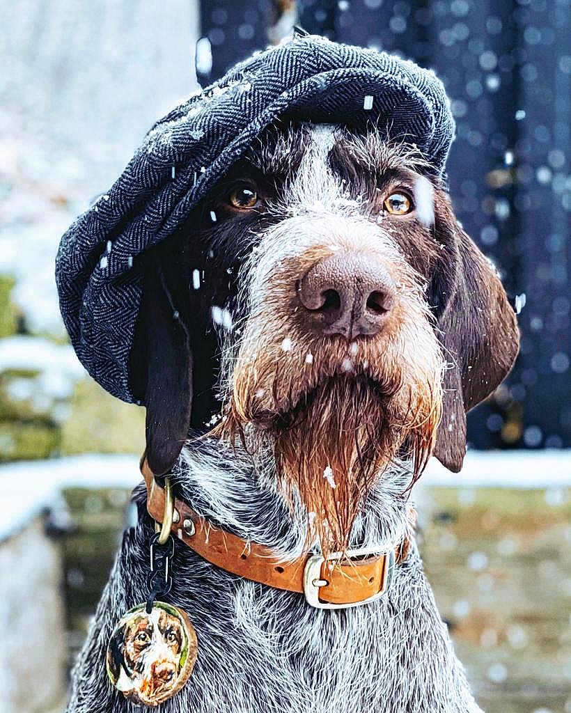 Rufus