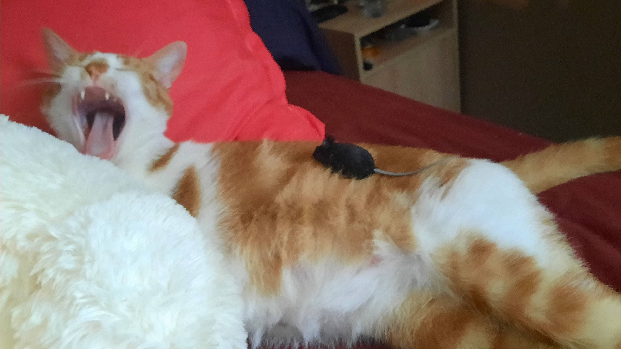 Rooky participe au concours pour gagner de l'argent avec cette photo : canidae, carnivore, cat, claw, comfort, companion_dog, dog_breed, domestic_short_haired_cat, fawn, felidae, flooring, fur, hardwood, nap, paw, small_to_medium_sized_cats, snout, tail, whiskers, wool