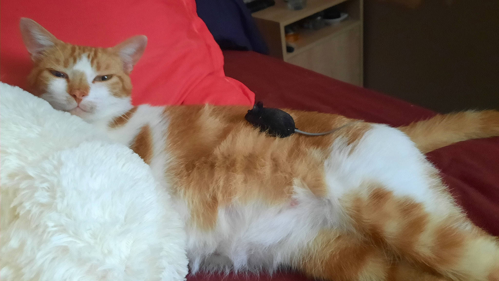 Rooky a rejoint le concours — aidez-le/la à gagner de superbes lots ! bed, carnivore, cat, claw, comfort, companion_dog, domestic_short_haired_cat, fawn, felidae, flooring, fur, hardwood, lap, nap, paw, small_to_medium_sized_cats, snout, tail, whiskers, wool