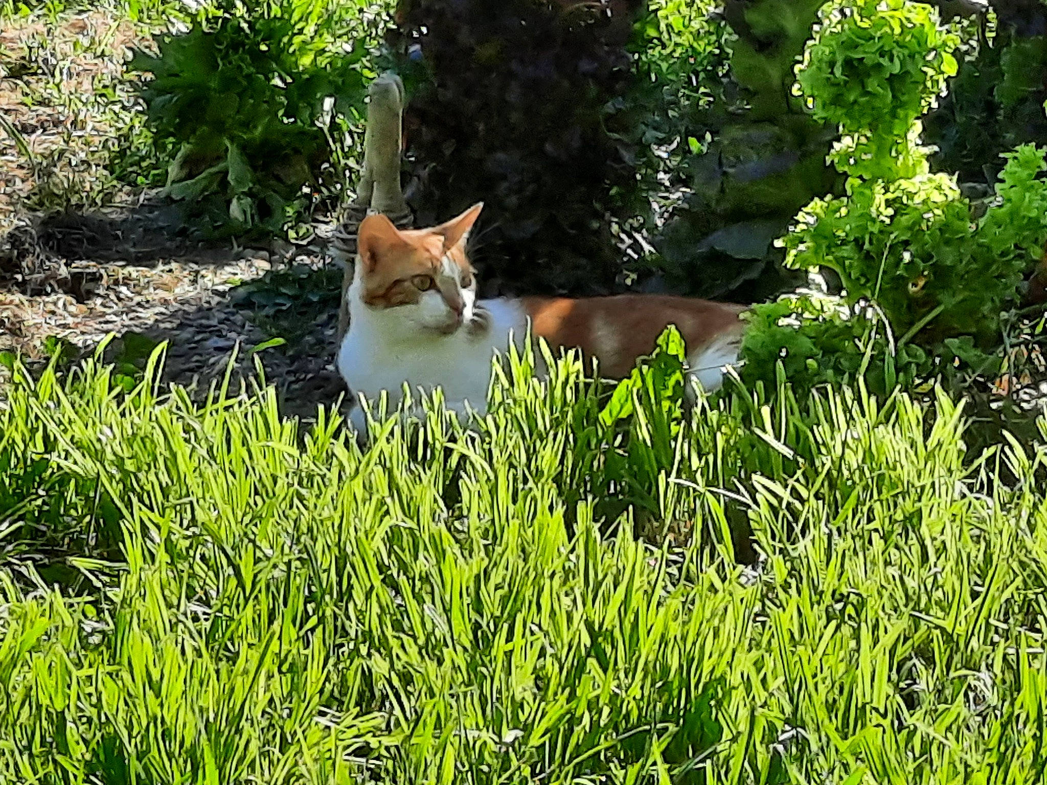 Rooky a rejoint le concours — aidez-le/la à gagner de superbes lots ! carnivore, cat, domestic_short_haired_cat, fawn, felidae, fur, grass, grass_family, groundcover, landscape, lawn, natural_landscape, plant, shrub, small_to_medium_sized_cats, tail, terrestrial_animal, whiskers, wildlife, wood