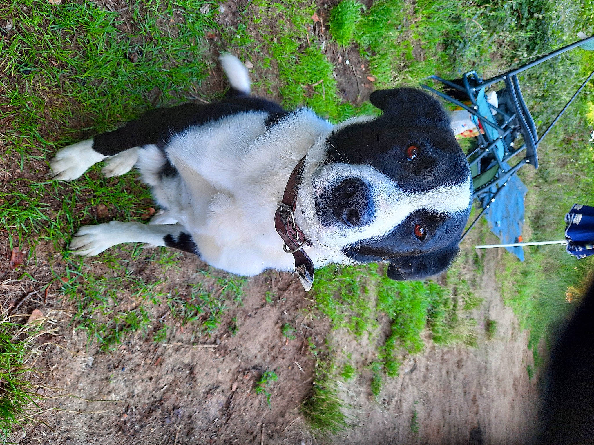 Kalie a rejoint le concours — aidez-le/la à gagner de superbes lots ! adventure, carnivore, collar, companion_dog, dog, dog_breed, dog_collar, dog_supply, fashion_accessory, fawn, grass, leash, pet_supply, plant, snout, sporting_group, tail, tree, whiskers, working_animal