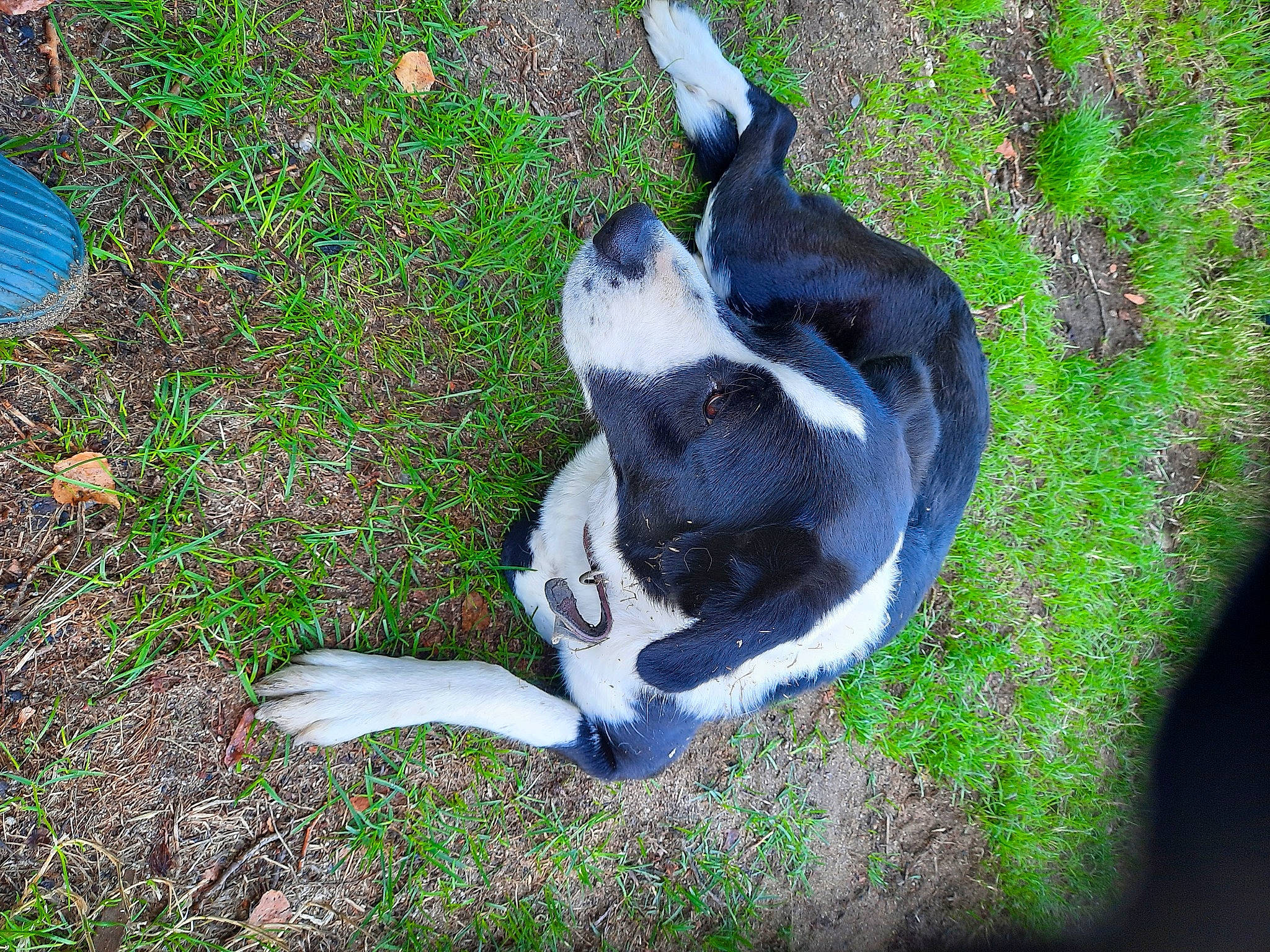 Kalie a rejoint le concours — aidez-le/la à gagner de superbes lots ! canidae, carnivore, companion_dog, dog, dog_breed, grass, groundcover, non_sporting_group, plant, scent_hound, snout, sporting_group, tail, terrestrial_animal