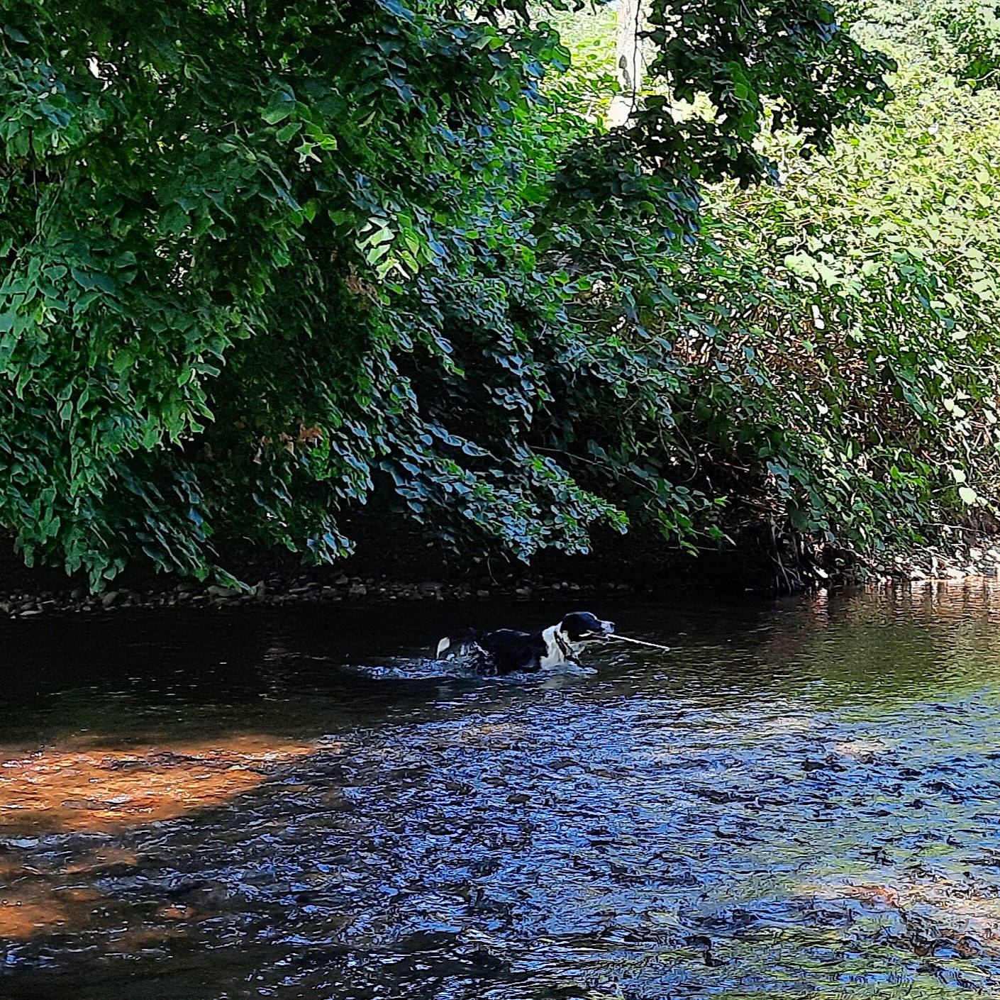 Kalie participe au concours pour gagner de l'argent avec cette photo : bank, carnivore, creek, dog, fluvial_landforms_of_streams, forest, grass, lake, landscape, mountain_river, natural_landscape, plant, riparian_zone, spring, stream, temperate_broadleaf_and_mixed_forest, tree, water, watercourse, wetland