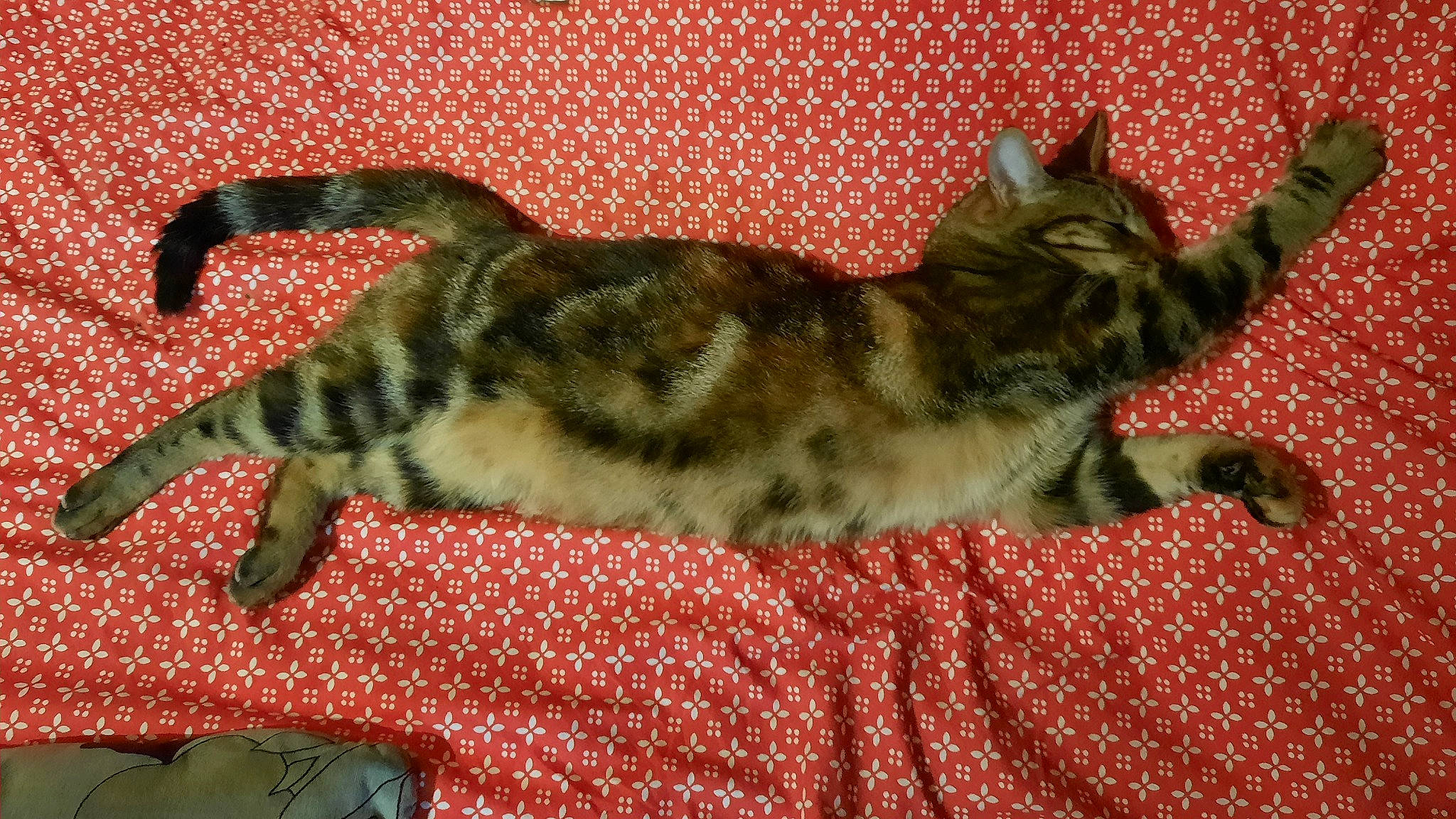 Les Frangines participe au concours pour gagner de l'argent avec cette photo : carnivore, carpet, cat, claw, comfort, domestic_short_haired_cat, fawn, felidae, flooring, fur, nap, pattern, paw, sleep, small_to_medium_sized_cats, snout, tail, terrestrial_animal, whiskers