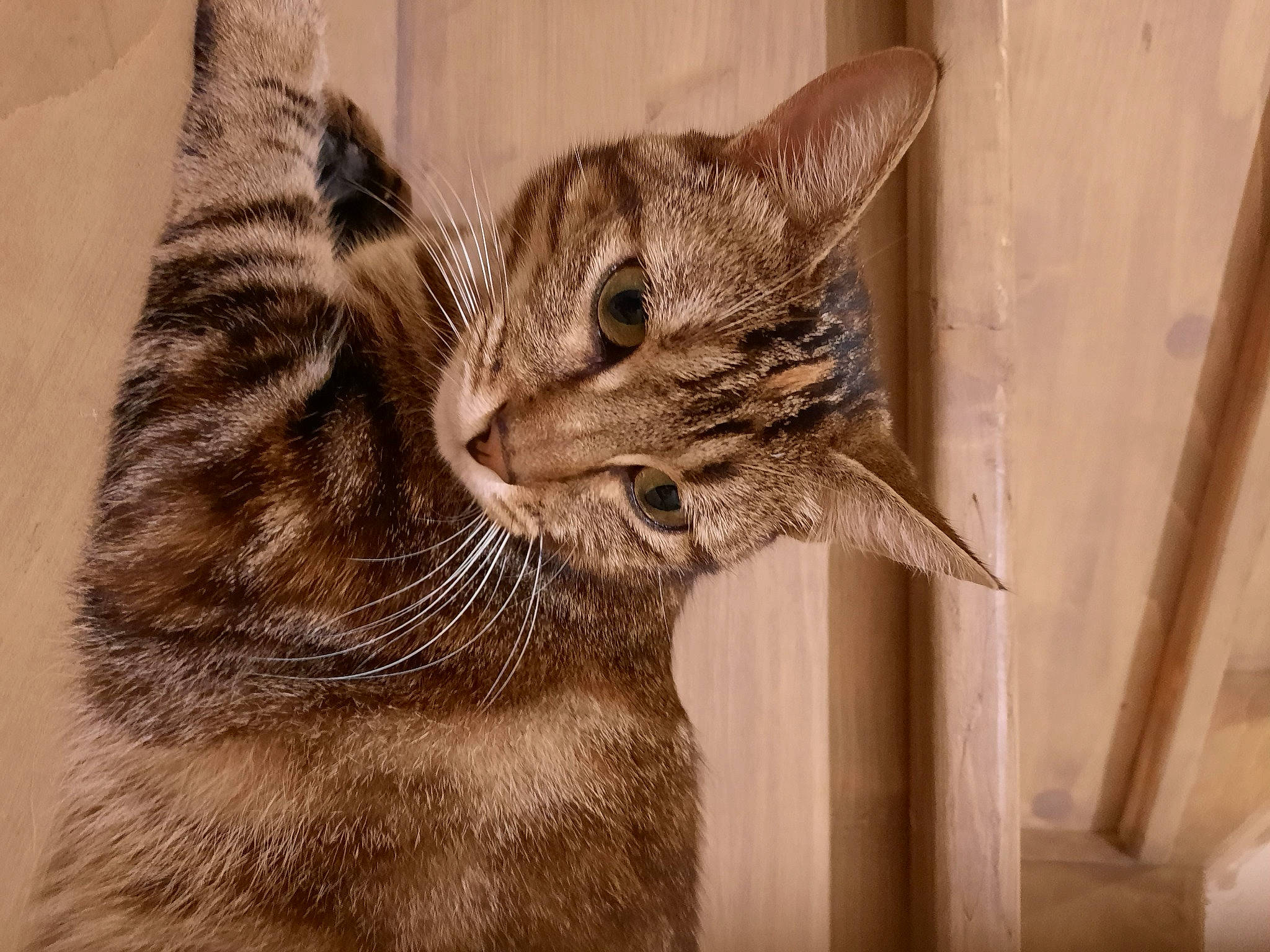 Les Frangines a rejoint le concours — aidez-le/la à gagner de superbes lots ! carnivore, cat, domestic_short_haired_cat, felidae, fur, monochrome, small_to_medium_sized_cats, snout, terrestrial_animal, whiskers, wildlife, wood