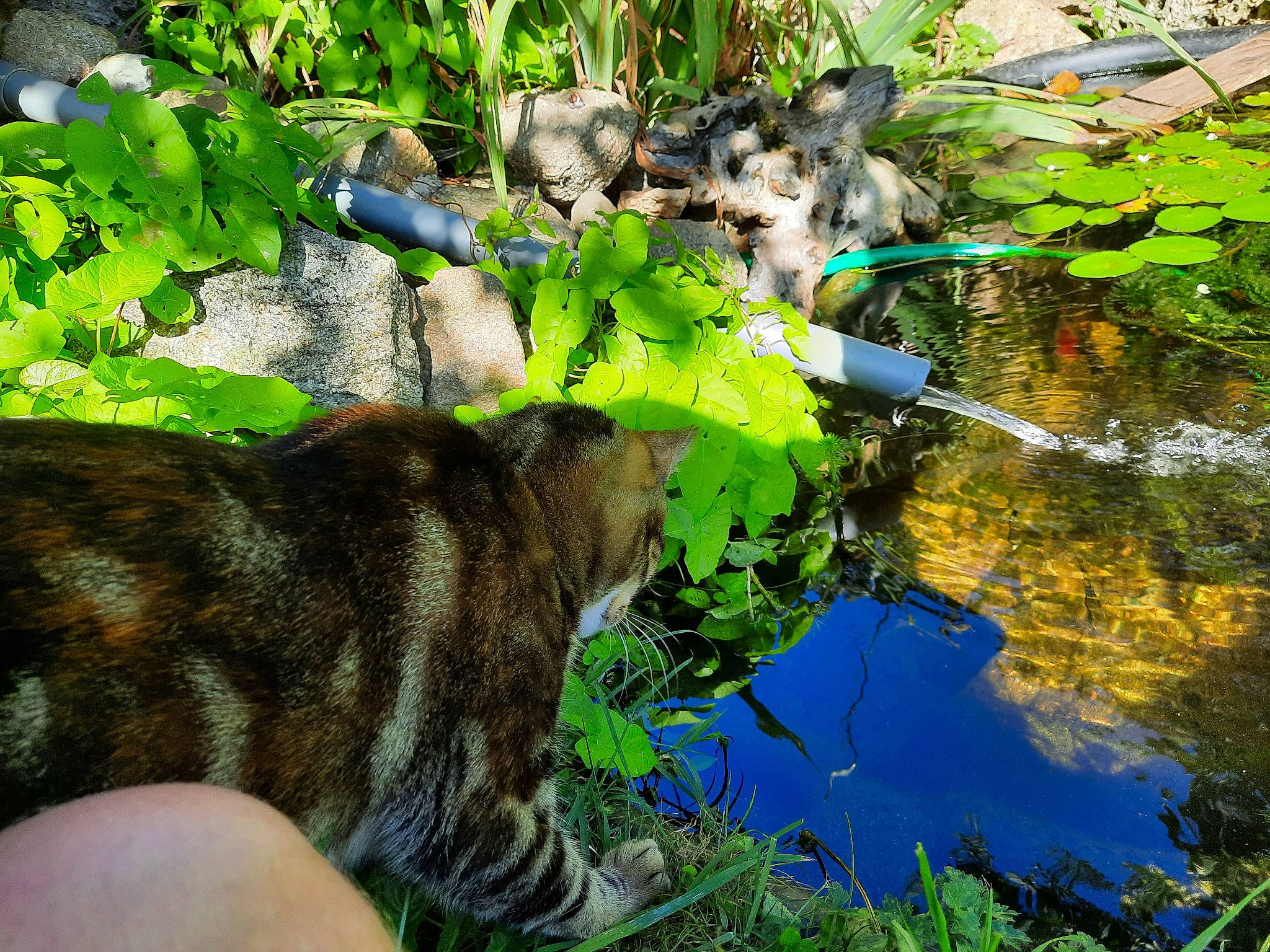 Les Frangines a rejoint le concours — aidez-le/la à gagner de superbes lots ! botany, carnivore, cat, fawn, felidae, grass, green, groundcover, natural_landscape, organism, plant, shrub, small_to_medium_sized_cats, snout, tail, terrestrial_animal, terrestrial_plant, water, whiskers, working_animal