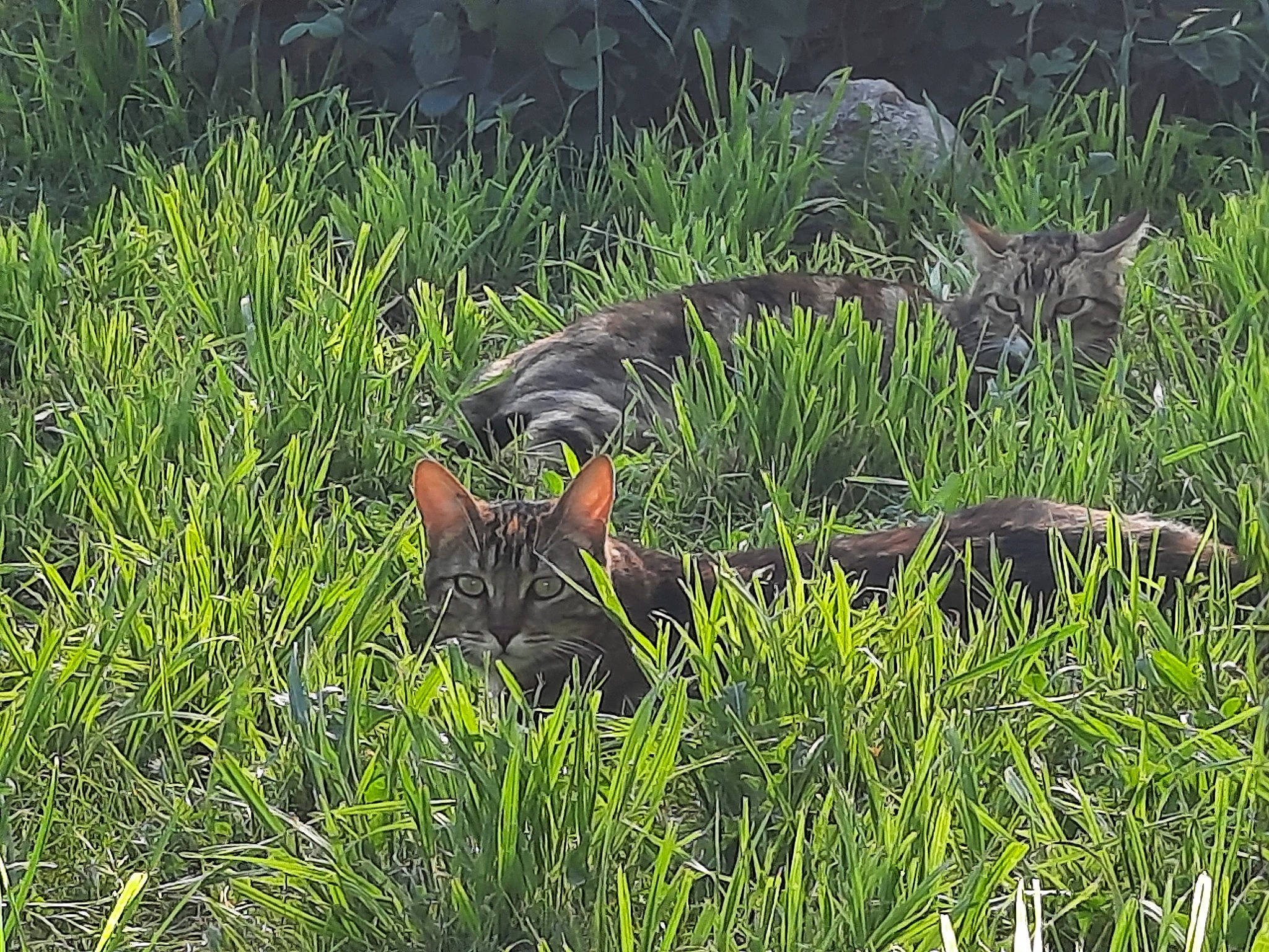 Les Frangines a rejoint le concours — aidez-le/la à gagner de superbes lots ! aquatic_plant, carnivore, cat, felidae, flowering_plant, grass, grassland, groundcover, hare, natural_landscape, pasture, plant, prairie, shrub, small_to_medium_sized_cats, tail, terrestrial_animal, terrestrial_plant, whiskers, wildlife