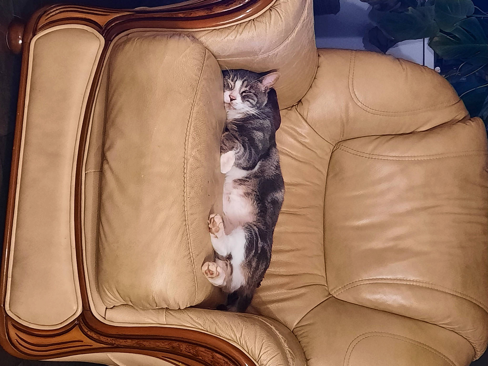 Pumba a rejoint le concours — aidez-le/la à gagner de superbes lots ! armrest, auto_part, brown, car_seat, car_seat_cover, carnivore, cat, cat_supply, club_chair, comfort, companion_dog, couch, felidae, fur, human_leg, living_room, sitting, small_to_medium_sized_cats, studio_couch, whiskers