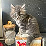 Baltazar a rejoint le concours — aidez-le/la à gagner de superbes lots ! kitten, cat, gray_fur, white_paws, fluffy, sitting, decorative_box, red_flowers, jar, kitchen_counter, marble_background, curious, young_cat, indoor, pet, animal, whiskers, tail, close_up, cute