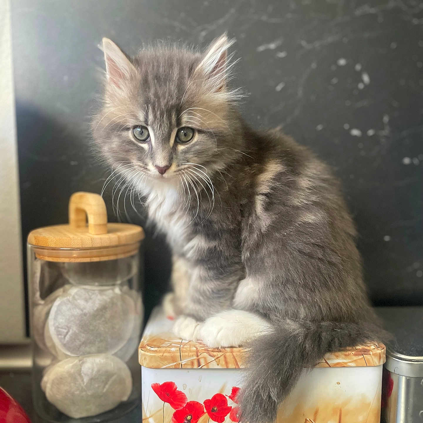 Baltazar a rejoint le concours — aidez-le/la à gagner de superbes lots ! animal, cat, close_up, curious, cute, decorative_box, fluffy, gray_fur, indoor, jar, kitchen_counter, kitten, marble_background, pet, red_flowers, sitting, tail, whiskers, white_paws, young_cat