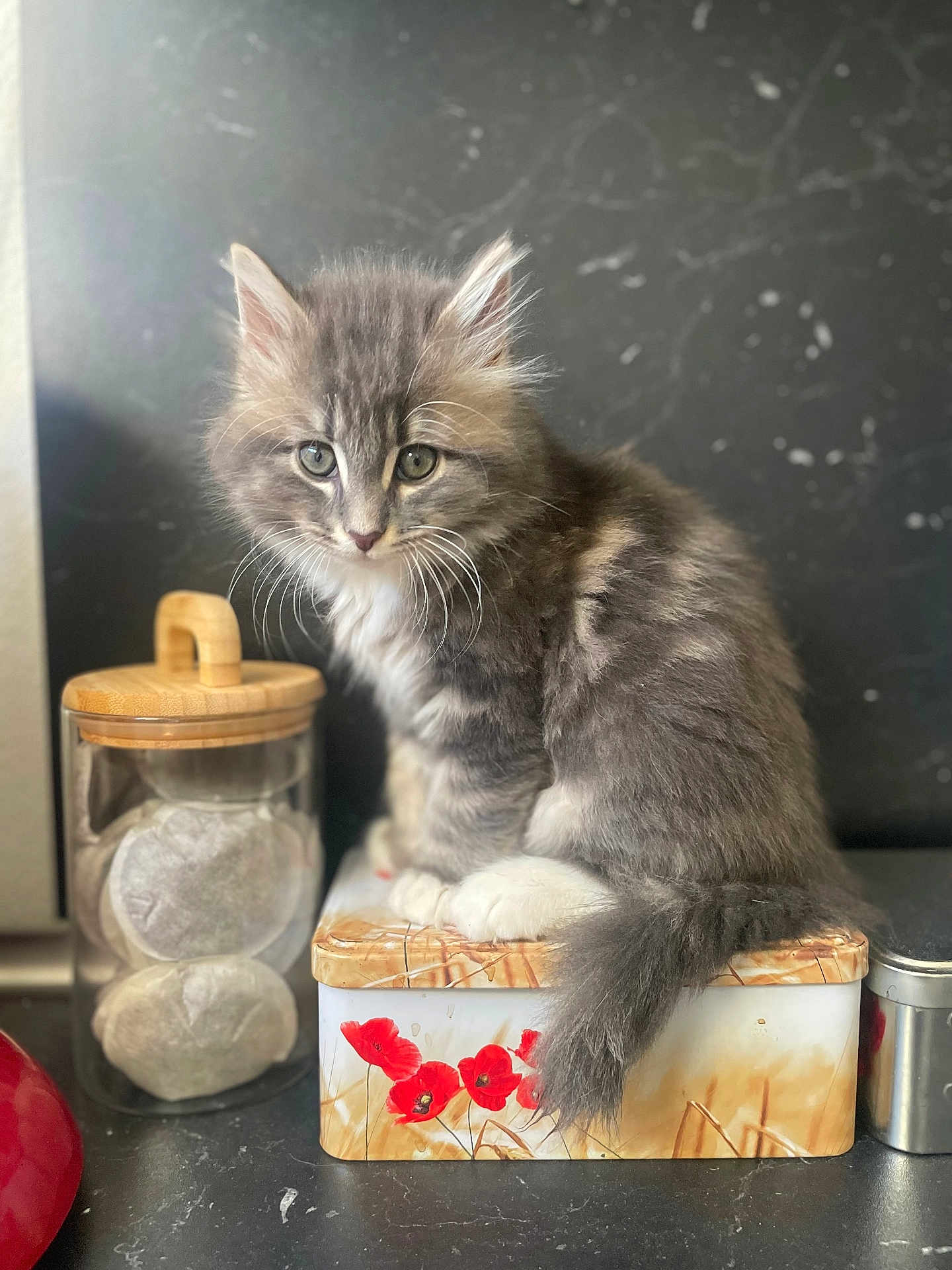 Baltazar a rejoint le concours — aidez-le/la à gagner de superbes lots ! kitten, cat, gray_fur, white_paws, fluffy, sitting, decorative_box, red_flowers, jar, kitchen_counter, marble_background, curious, young_cat, indoor, pet, animal, whiskers, tail, close_up, cute